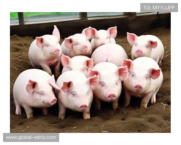 678体育在线注册平台操作指南,详细步骤帮助新手快速完成注册与登录流程 678体育在线注册平台操作指南,详细步骤帮助新手快速完成注册与登录流程